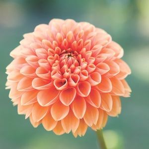 Meet your Posher, Abbie